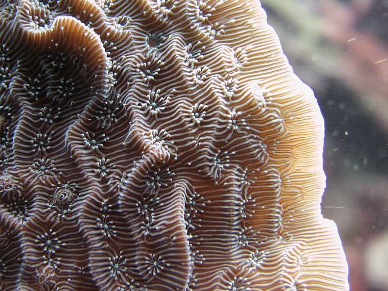 Agaricia tenuifolia